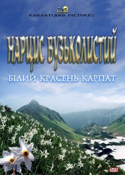 Нарцис вузьколистий<wbr>. Білий красень карпа...