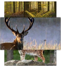 Дика Німеччина / Wild Germany (2012)...