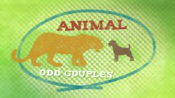 Незвичайні друзі / Animal Odd Couples...