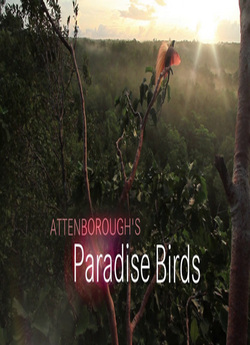 Райські птахи Аттенборо / Attenborough<wbr>’s...