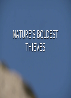 Найсміливіші<wbr> злодюжки / Nature...