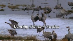 Журавлині танці / Dancing Cranes of...