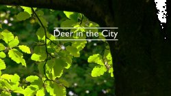 Олені в місті / Deer in the City (2005)...
