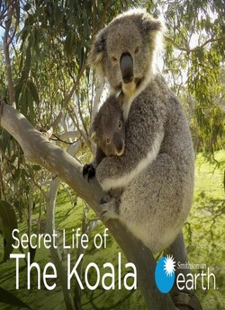 Коала, таємне життя (Сезон 1) / Secret...