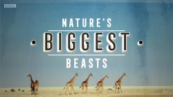 Велетні природи / Nature's Biggest...